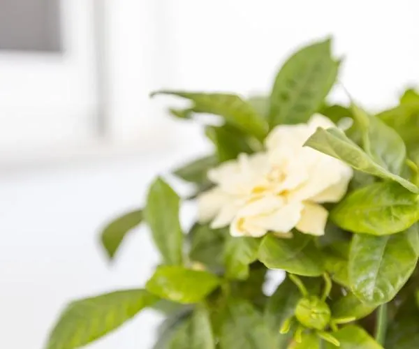 Apartamento αnastasia